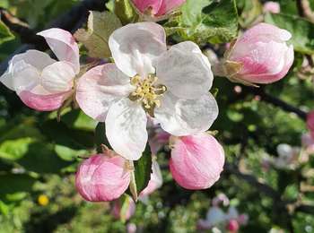 Trail Walking Brunehaut - les vergers de Rongy - Photo