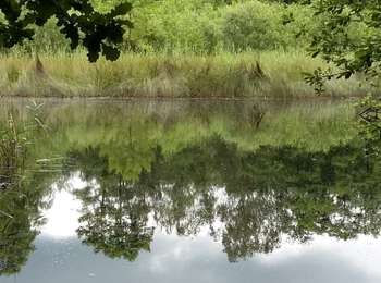 Excursión A pie Zutendaal - Roelen Groene rechthoek - Photo