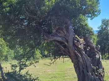 Percorso Marcia Jumeaux - SityTrail - 3387215 - jumo1 - Photo