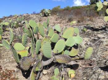 Trail Walking Palasca - l'ostriconi  - Photo