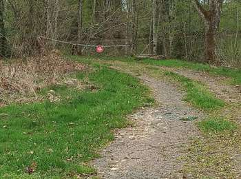 Trail Walking Faucogney-et-la-Mer - GTME : Grand Tour des Mille Etangs - Photo