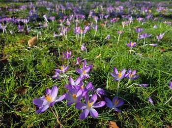 Randonnée Marche Maastricht - Maastricht - Parcs, casemates & centre-ville - Photo