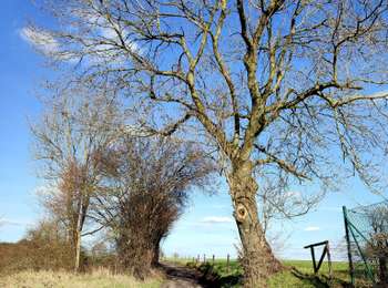 Trail Walking Olne - En passant par Olne  - Photo