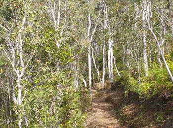 Excursión Senderismo Poindimié - GR Nord - Épave avion Dakota (Nouvelle Calédonie) - Photo