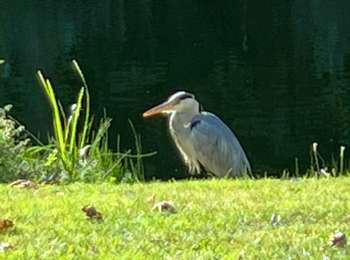 Randonnée Vélo électrique Dort - A vélo à travers le Biesbosch - Photo