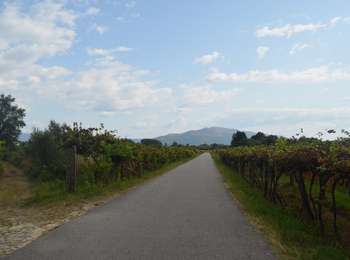 Tocht Te voet São Pedro d'Arcos - Percurso da Veiga - Photo