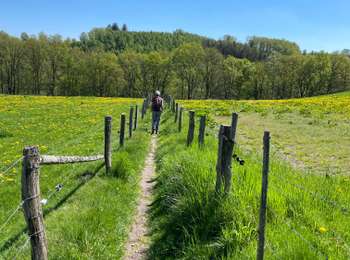 Tocht Stappen Lierneux - Lierneux ter - Photo
