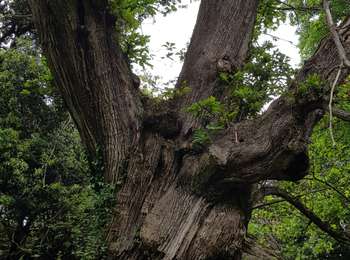 Trail Walking Velone-Orneto - Corse  Du pont de l'enfer à Fiumale Soprano - Photo