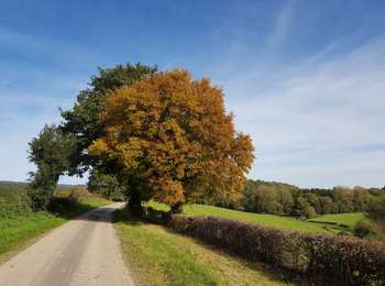 Trail Walking Raeren - Hauset - Photo