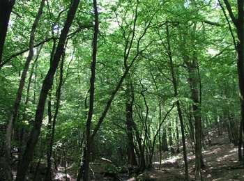 Trail Walking Quévy - GG2-Ha-25_Genly-Thulin_2021-11-04 - Photo