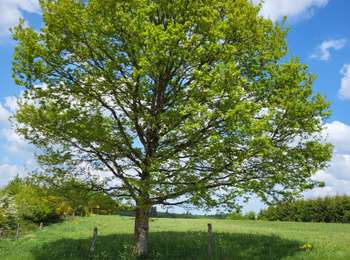 Tour Wandern Feitweiler - Fauvillers 120525 - Photo