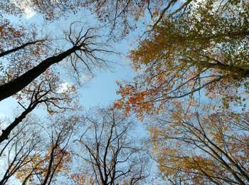 Trail Electric bike Fougerolles-Saint-Valbert - 10-11-20 VTT bois St Valbert - Photo