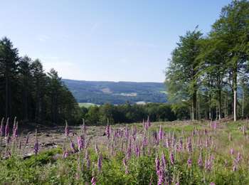 Trail Walking Stoumont - IR-224 & RB-SoirMag-06_la-Glaise_QR2_Rac1_16_2_km - Photo