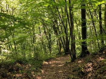 Trail Walking Saint-Lothain - Saint Lothain - Photo