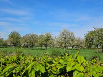 Randonnée Marche Eijsden-Margraten - Mesch 🌸🌼🌺 - Photo