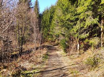 Trail Walking Houffalize - Promenade de la Vallée des fées  - Photo