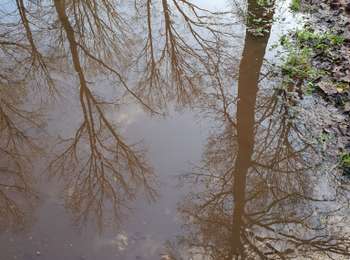 Trail Walking Belœil - Forêt de Stambruge - Photo