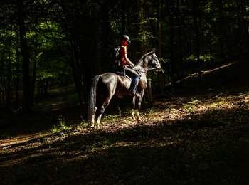 Percorso Cavallo Libin - Chevauchée entre Lesse et Lomme - Photo