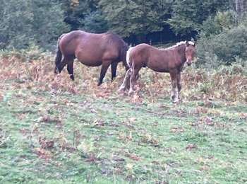 Tour Wandern Ustou - Alet lacarde - Photo