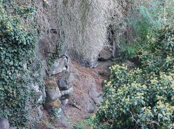Percorso Marcia Les Martres-de-Veyre - PUY DE CORENT - Photo