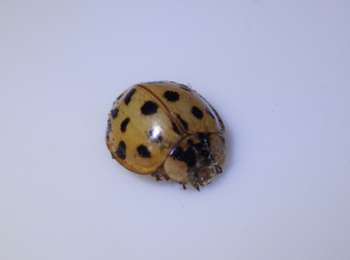 Tour Zu Fuß Meierijstad - Veldweg - Photo