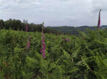 Tour Wandern Bièvre - Cornimont Mont d'Aule - Photo