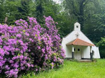 Tocht Stappen Bevekom - #240524b - Forêt de Meerdael, drève et étang de Warande - Photo
