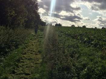 Trail On foot Chastre - Chastre - Villeroux / Semaine des sentiers 2019  - Photo