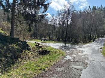 Tocht Stappen Monschau - Rando Eifel des jonquilles narcisses 18,3 - Photo