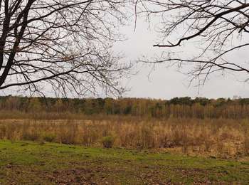Trail Walking Belœil - Forêt de Stambruges - Photo