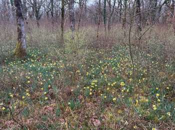 Trail Walking Frotey-lès-Vesoul - COMBERJON - FROTEY - LE tour des JONQUILLES d'avril  - Photo