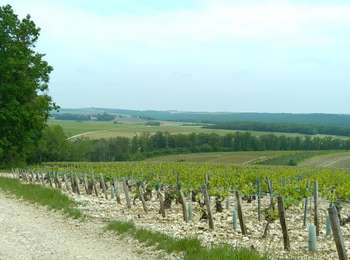 Trail Electric bike Chablis - Chablis Vaucoupin Gérard 21052023 - Photo