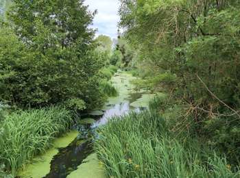 Randonnée Marche La Chapelle-aux-Naux - la Chapelle-aux-Naux - Bréhémont Lignières-de-Touraine - 22.7km 120m 5h20 (50mn) - 2025 05 29 - Photo