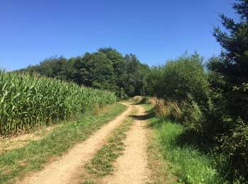 Excursión Senderismo Tintigny - La Rando du Bian: Autour de Lahage ( variante)  - Photo