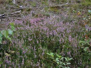Tour Wandern Manhay - Erezée - Circuit Natura 2000 