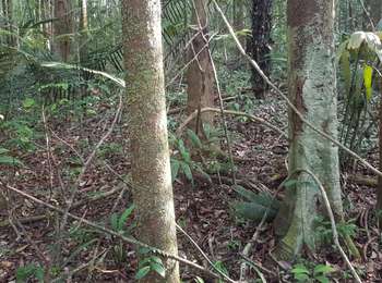 Trail Motorboat Roura - Les Carbet  - Photo