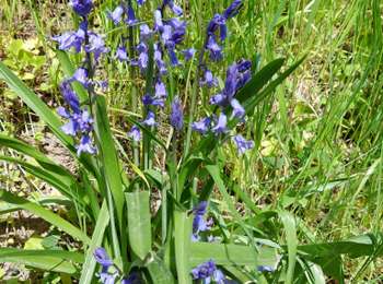 Tocht Stappen Mont-Saint-Guibert - promenade de la ferme Dedobeleer et du moulin. - Photo
