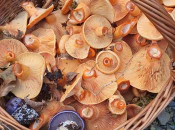 Trail Walking Montrond - L'angillon du 9/10/2022 - Photo