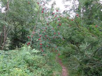 Tour Zu Fuß Ham-sur-Heure-Nalinnes - Promenade de Cour-sur-Heure - Photo