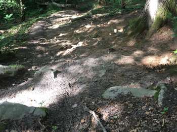 Randonnée Marche Saint-Forget - Dampierre, mesnil sevin, mesnil saint denis via les bois  - Photo