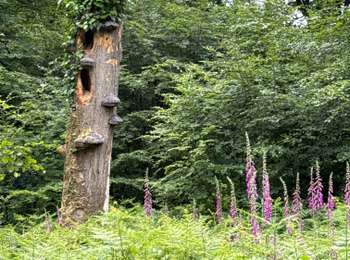 Excursión Marcha nórdica Habscht - Grill - Photo
