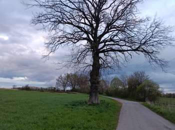 Percorso Marcia Arlon - Guirsch Arlon - Photo