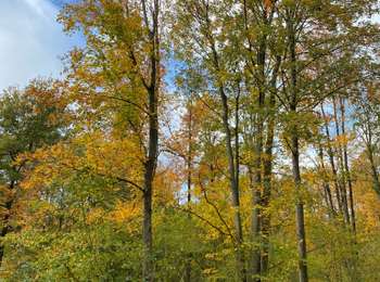 Trail Mountain bike Gerpinnes - 100 pc forestier  - Photo