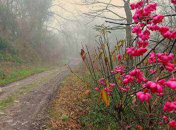 Trail Walking Honnelles - Promenade des Rocs - Montignies-sur-Roc  - Photo