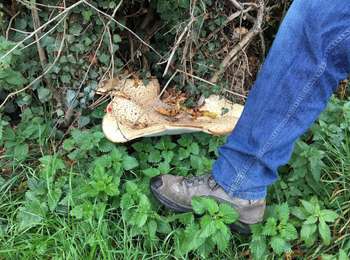 Tocht Stappen Itter - #221031 - Virginal-Samme, Bois des Nonnes, Canal, GRP127 - Photo