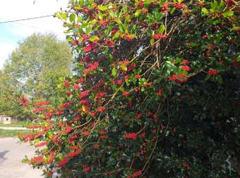 Trail Walking Chassagne-Saint-Denis - Chassagne st denis - Photo