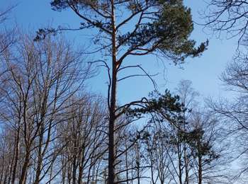 Tour Wandern Baelen - La Montagne du Dragon - Photo