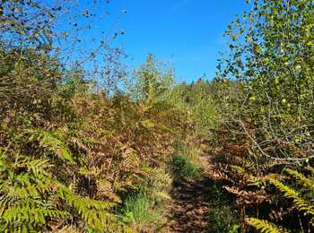 Trail Walking Raeren - 2023-09-21_15h54m11_392.gpx.xml - Photo