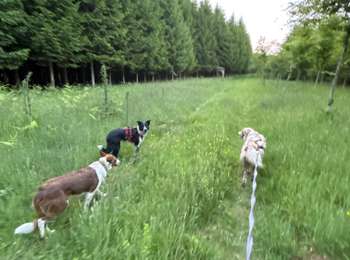 Percorso Marcia Léglise - Bombois tour moyen - Photo