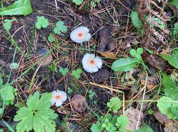 Trail Walking Kelmis - Trois bornes - Photo